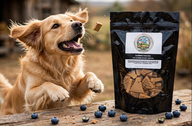 Golden retriever catching a treat beside a bag of Big Country Pets Blueberry Pancakes dog treats.